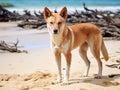Ai Generated illustration Wildlife Concept of Australien dingo - wild dog - Fraser Island Australia