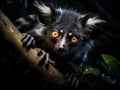 Ai Generated illustration Wildlife Concept of Aye-aye nocturnal lemur of Madagascar Royalty Free Stock Photo