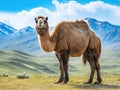 Ai Generated illustration Wildlife Concept of Bactrian camel in the steppes of Mongolia Royalty Free Stock Photo