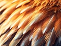 Ai Generated illustration Wildlife Concept of Bald Eagle Wing Feathers Background Royalty Free Stock Photo