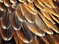 Ai Generated illustration Wildlife Concept of Bald Eagle Wing Feathers Background Royalty Free Stock Photo