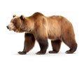 Ai Generated illustration Wildlife Concept of Bear. Isolated over white Royalty Free Stock Photo