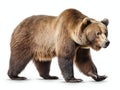 Ai Generated illustration Wildlife Concept of Bear. Isolated over white Royalty Free Stock Photo