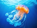 Ai Generated illustration Wildlife Concept of Beautiful Jelly Fish Royalty Free Stock Photo