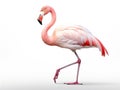 Ai Generated illustration Wildlife Concept of Bird flamingo on a white background Royalty Free Stock Photo
