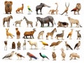 Ai Generated illustration Wildlife Concept of Birds mammal and other animals of Africa isolated Royalty Free Stock Photo