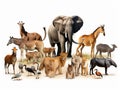 Ai Generated illustration Wildlife Concept of Birds mammal and other animals of Africa isolated