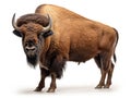 Ai Generated illustration Wildlife Concept of Bison isolated on white Royalty Free Stock Photo