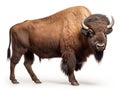 Ai Generated illustration Wildlife Concept of Bison isolated on white Royalty Free Stock Photo