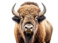 Ai Generated illustration Wildlife Concept of Bison Isolated on White Royalty Free Stock Photo