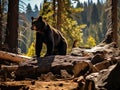 Ai Generated illustration Wildlife Concept of Black Bear in Sequoia National Park