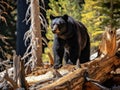 Ai Generated illustration Wildlife Concept of Black Bear in Sequoia National Park