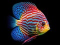 Ai Generated illustration Wildlife Concept of Blue spotted fish Discus