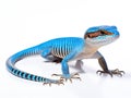 Ai Generated illustration Wildlife Concept of Blue tail skink lizard Royalty Free Stock Photo