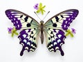 Ai Generated illustration Wildlife Concept of Butterfly species Graphium weiskei Royalty Free Stock Photo