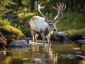 Ai Generated illustration Wildlife Concept of Caribou