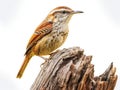 Ai Generated illustration Wildlife Concept of Carolina Wren isolated