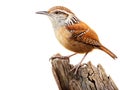 Ai Generated illustration Wildlife Concept of Carolina Wren isolated Royalty Free Stock Photo