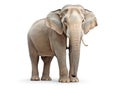 Ai Generated illustration Wildlife Concept of Cheerful elephant isolated on white Royalty Free Stock Photo