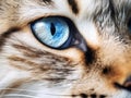 Ai Generated illustration Wildlife Concept of Close-up on a feline eye - Eurasian Lynx Royalty Free Stock Photo