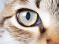 Ai Generated illustration Wildlife Concept of Close-up on a feline eye - Eurasian Lynx Royalty Free Stock Photo