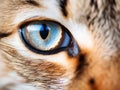 Ai Generated illustration Wildlife Concept of Close-up on a feline eye - Eurasian Lynx Royalty Free Stock Photo