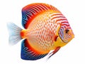 Ai Generated illustration Wildlife Concept of Colorful Discus Fish Isolated on White Background