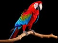 Ai Generated illustration Wildlife Concept of Colorful red parrot macaw Royalty Free Stock Photo