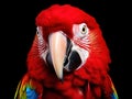 Ai Generated illustration Wildlife Concept of Colorful red parrot macaw Royalty Free Stock Photo