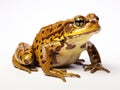 Ai Generated illustration Wildlife Concept of Common Water Frog in front of a white background Royalty Free Stock Photo