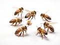 Ai Generated illustration Wildlife Concept of Composition of Western honey bees