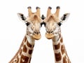 Ai Generated illustration Wildlife Concept of Couple giraffes Royalty Free Stock Photo
