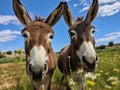 Ai Generated illustration Wildlife Concept of Curious donkeys Royalty Free Stock Photo