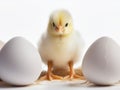 Ai Generated illustration Wildlife Concept of Cute little chicken coming out of a white egg Royalty Free Stock Photo