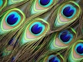 Ai Generated illustration Wildlife Concept of Detail of peacock feather eye Royalty Free Stock Photo