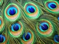 Ai Generated illustration Wildlife Concept of Detail of peacock feather eye Royalty Free Stock Photo