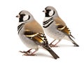 Ai Generated illustration Wildlife Concept of Double-barred Finch - Taeniopygia bichenovii Royalty Free Stock Photo