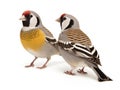 Ai Generated illustration Wildlife Concept of Double-barred Finch - Taeniopygia bichenovii Royalty Free Stock Photo