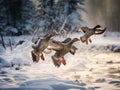 Ai Generated illustration Wildlife Concept of Ducks in Flight