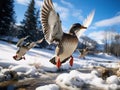 Ai Generated illustration Wildlife Concept of Ducks in Flight