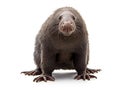 Ai Generated illustration Wildlife Concept of European Mole Talpa europaea