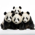 Ai Generated illustration Wildlife Concept of Five giant panda poses Royalty Free Stock Photo