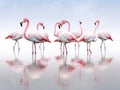Ai Generated illustration Wildlife Concept of Flamingo on white Royalty Free Stock Photo