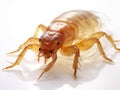 Ai Generated illustration Wildlife Concept of Fleas adhered to the glue trap