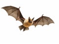 Ai Generated illustration Wildlife Concept of Flying Pipistrelle bat isolated on white background Royalty Free Stock Photo