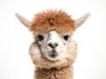 Ai Generated illustration Wildlife Concept of Front view Close-up of Alpaca