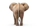 Ai Generated illustration Wildlife Concept of Funny Elephant Butt Rear End Backside Isolated Royalty Free Stock Photo
