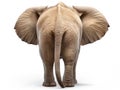 Ai Generated illustration Wildlife Concept of Funny Elephant Butt Rear End Backside Isolated