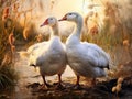 Ai Generated illustration Wildlife Concept of A geese couple Royalty Free Stock Photo