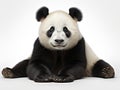Ai Generated illustration Wildlife Concept of Giant Panda (18 months) - Ailuropoda melanoleuca